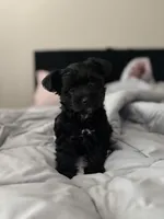 Ruby, a female Yorkipoo for sale in Sacramento, CA – Photo 3 of 3