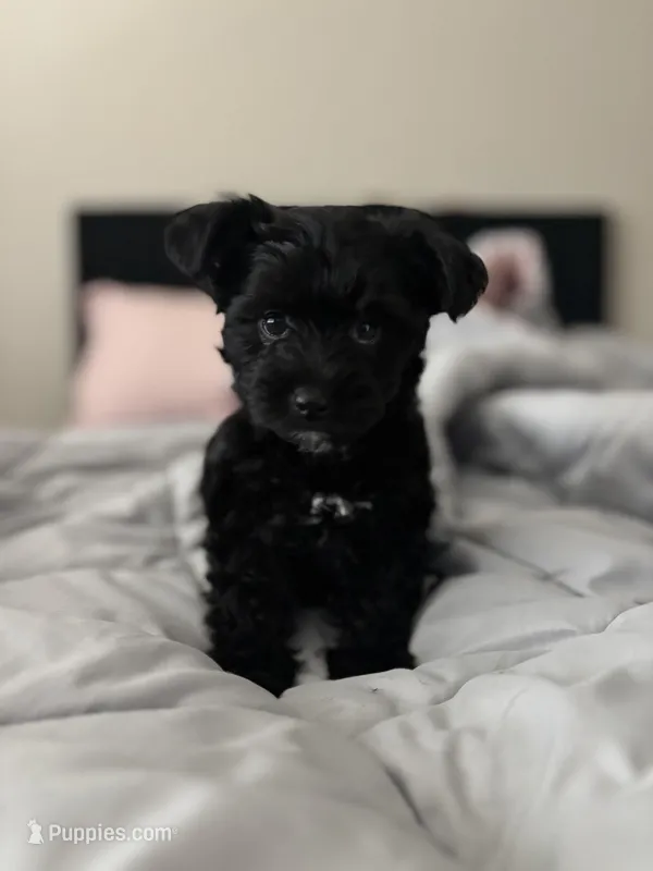 Ruby – Yorkipoo puppy for sale in Sacramento, CA