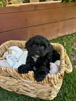 Daisy, a female Yorkipoo for sale in Sacramento, CA – 4 of 4