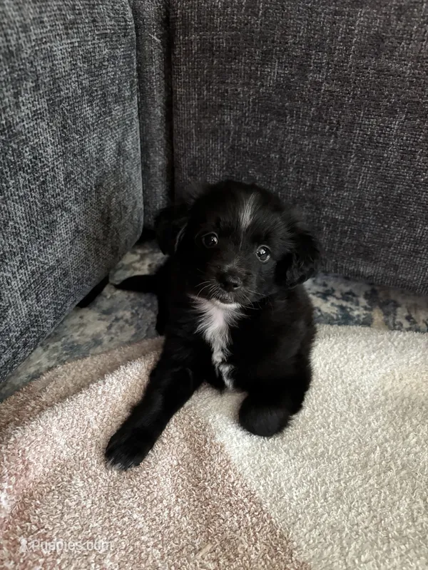 Bell – Pomchi puppy for sale in Sacramento, CA