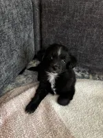 Bell, a female Pomchi for sale in Sacramento, CA – 1 of 4