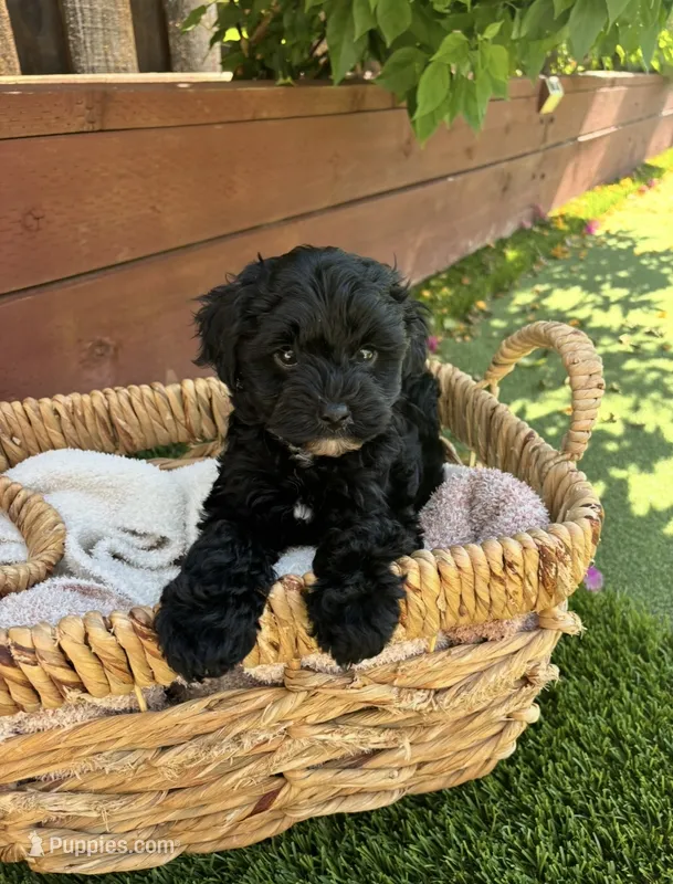 Bentley  – Maltipoo puppy for sale in Sacramento, CA