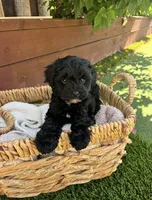 Bentley , a male Maltipoo for sale in Sacramento, CA – 1 of 1