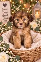 Layla, a female Shihpoo for sale in Sacramento, CA – 2 of 2