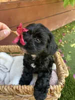 Onyx, a male Maltipoo for sale in Sacramento, CA – 2 of 5