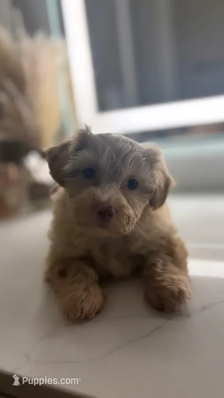 Milo, a male Maltipoo for sale in Sacramento, CA – Photo 1 of 3