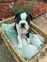 Mister , a male Boston Terrier for sale in Sacramento, CA – 1 of 2