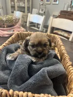 Coco , a female Shih Tzu for sale in Sacramento, CA – 2 of 4