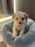 Milo, a male Malchi for sale in Sacramento, CA – 3 of 3