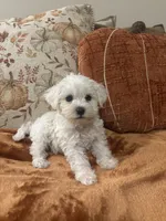 Benji, a male Maltipoo for sale in Sacramento, CA – 3 of 5