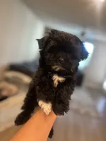Benny , a male Maltipoo for sale in Sacramento, CA – 2 of 2