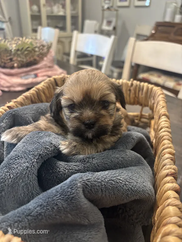 Coco  – Shih Tzu puppy for sale in Sacramento, CA