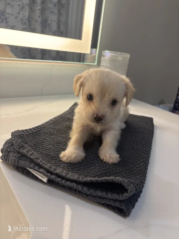 Cleo – Chipoo puppy for sale in Sacramento, CA