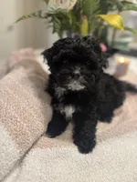 Apallo, a male Maltipoo for sale in Sacramento, CA – 3 of 3