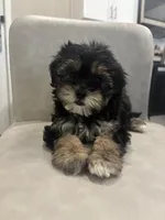 Cleo , a female Shihpoo for sale in Sacramento, CA – 2 of 4