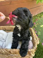 Daisy, a female Maltipoo for sale in Sacramento, CA – 2 of 4