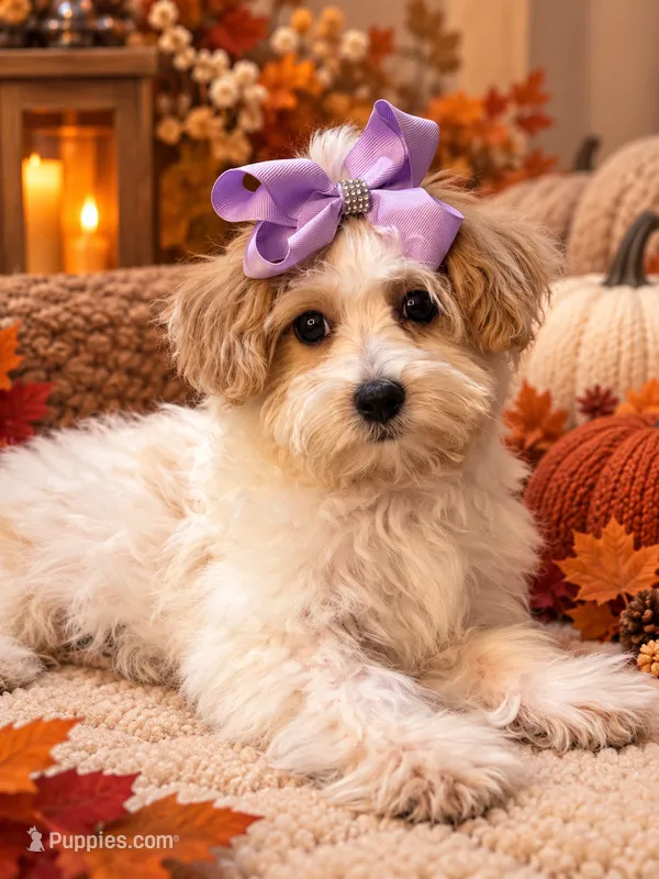 Roxy  – Maltese puppy for sale in Sacramento, CA