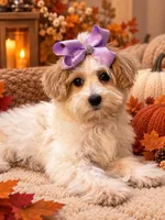 Roxy , a female Maltese for sale in Sacramento, CA – 1 of 2