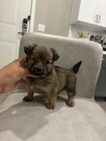 Daisy, a female Chihuahua and Yorkshire Terrier for sale in Sacramento, CA – 2 of 2