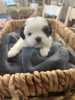 Star🌟 , a female Shih Tzu for sale in Sacramento, CA – 2 of 3