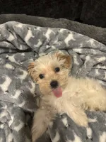 Milo, a male Maltipoo for sale in Sacramento, CA – 5 of 5