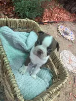 Daisy , a female Boston Terrier for sale in Sacramento, CA – 3 of 3
