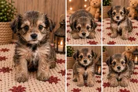 Princess 👑 , a female Morkie for sale in Sacramento, CA – 2 of 2