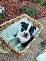 Peanut , a male Boston Terrier for sale in Sacramento, CA – 3 of 3