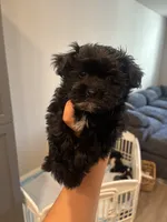 Daisy , a female Maltipoo for sale in Sacramento, CA – 3 of 3
