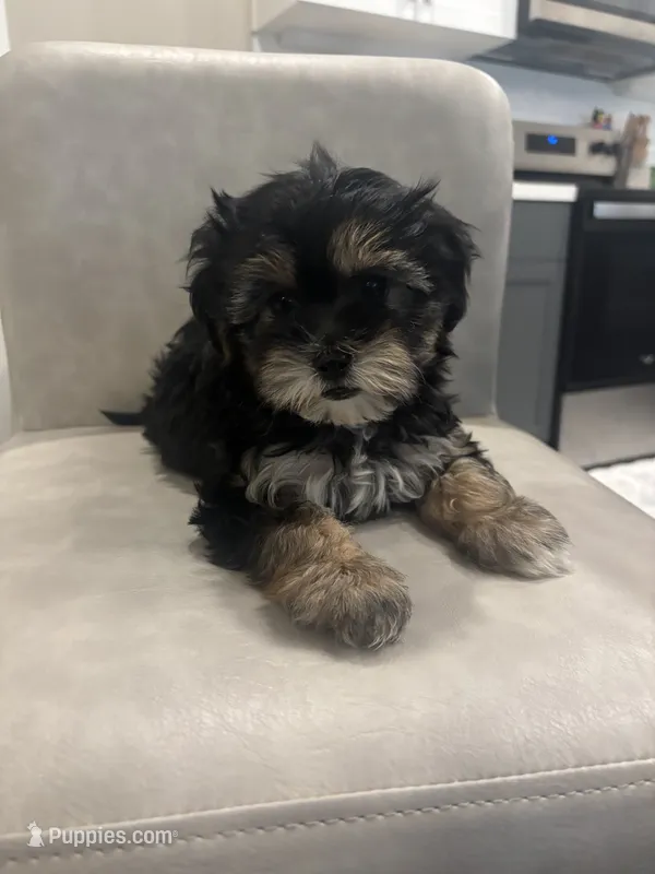 Cleo  – Shihpoo puppy for sale in Sacramento, CA