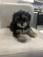 Cleo , a female Shihpoo for sale in Sacramento, CA – 1 of 4