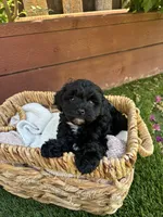 Daisy, a female Maltipoo for sale in Sacramento, CA – 4 of 4