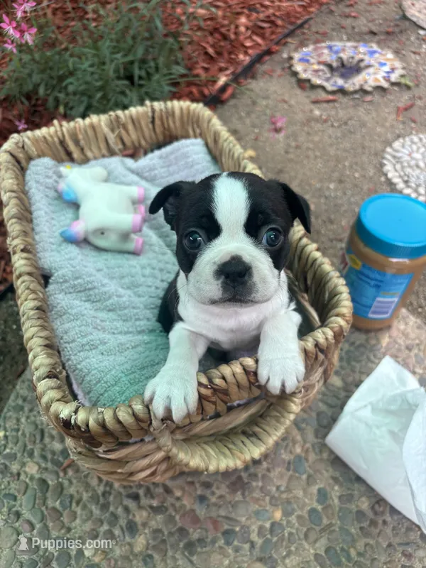 Bella – Boston Terrier puppy for sale in Sacramento, CA