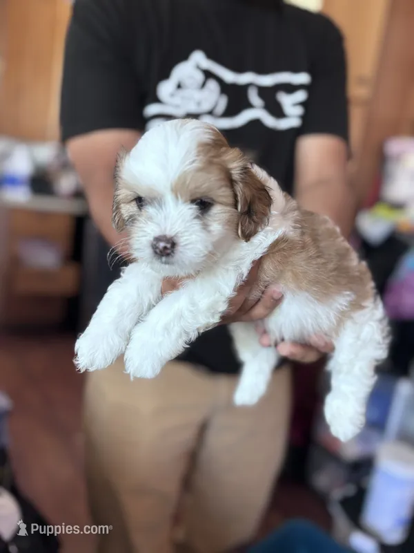 Milo – Maltipoo puppy for sale in Sacramento, CA