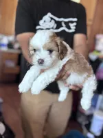 Milo, a male Maltipoo for sale in Sacramento, CA – 1 of 1