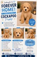 Buddy , a male Cockapoo for sale in Sacramento, CA – 1 of 4