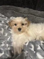 Milo, a male Maltipoo for sale in Sacramento, CA – 3 of 5