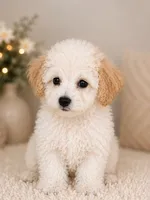 Bella, a female Bichon Frise for sale in Sacramento, CA – 3 of 3