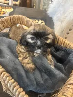 Coco, a female Shih Tzu for sale in Sacramento, CA – 2 of 2