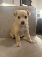 Kermit , a male Chorkie for sale in Sacramento, CA – 2 of 2