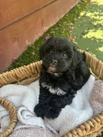 Bella, a female Yorkipoo for sale in Sacramento, CA – 4 of 4