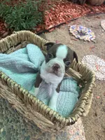 Daisy , a female Boston Terrier for sale in Sacramento, CA – 2 of 3