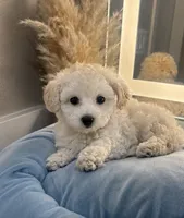 Daisy 🌼 , a female Maltipoo for sale in Sacramento, CA – 4 of 4