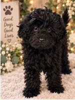 Daisy 🌼 , a female Poodle - Toy  for sale in Sacramento, CA – 1 of 3