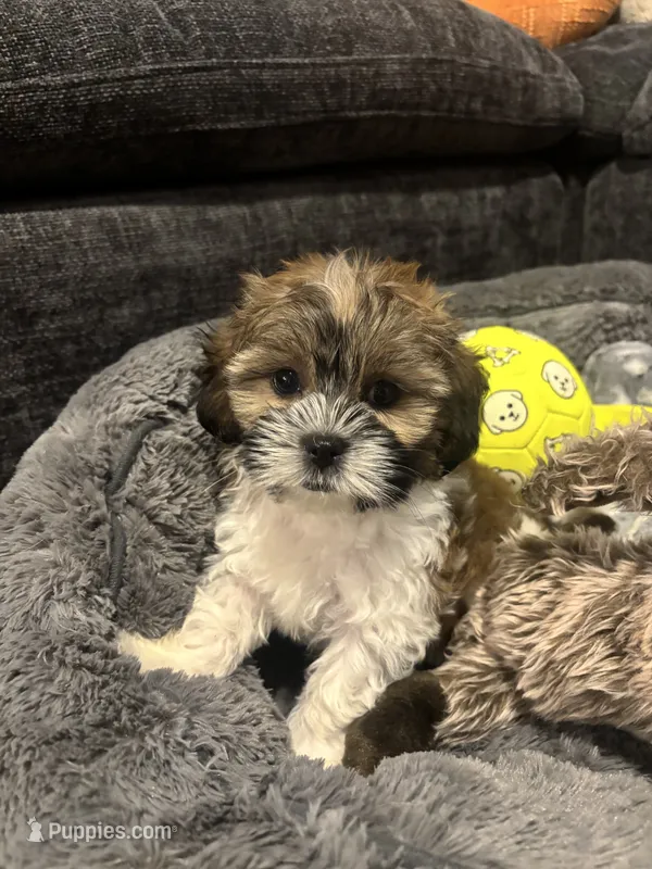 Bingo  – Shih Tzu puppy for sale in Sacramento, CA