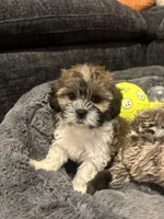 Bingo , a male Shih Tzu for sale in Sacramento, CA – 1 of 7