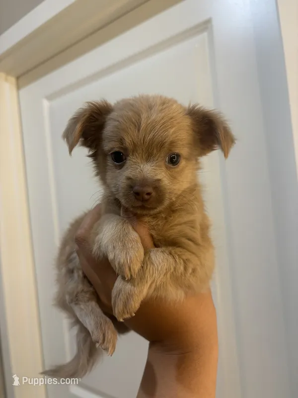 Coco  – Chihuahua puppy for sale in Sacramento, CA