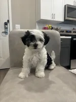 Apallo , a male Shihpoo for sale in Sacramento, CA – 2 of 4