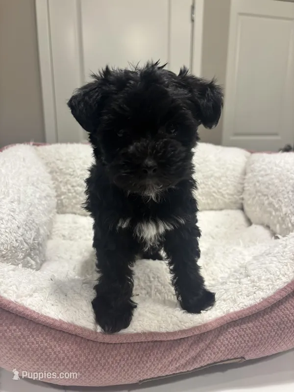 Rose – Yorkipoo puppy for sale in Sacramento, CA