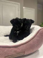 Rose, a female Yorkipoo for sale in Sacramento, CA – Photo 3 of 3